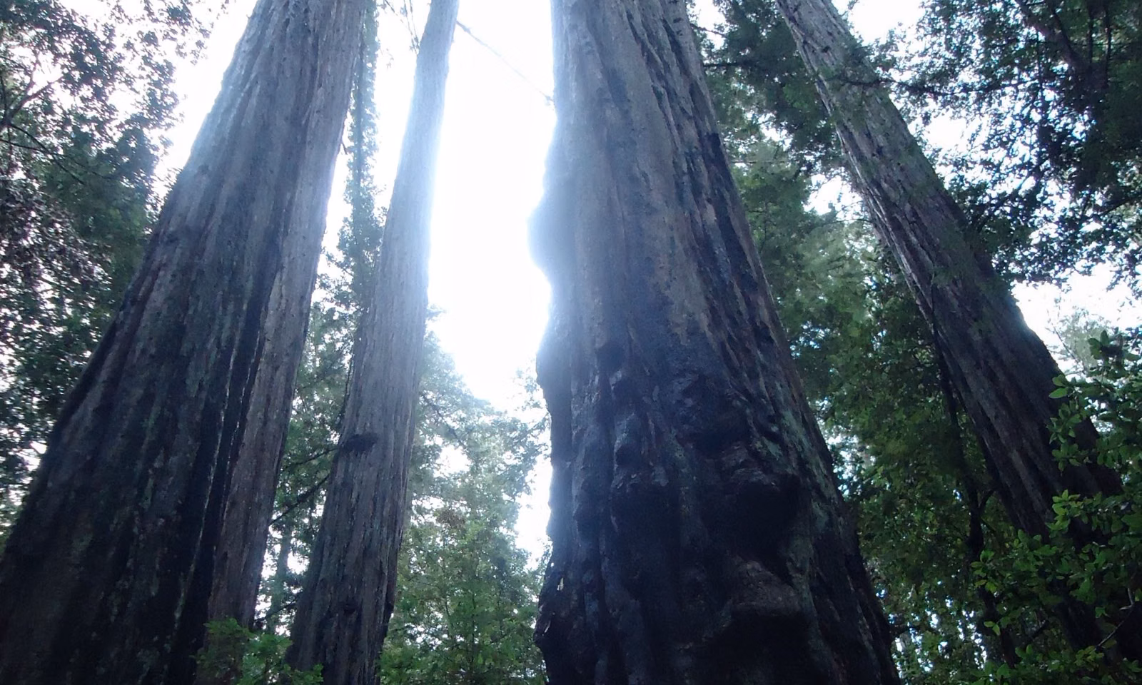 Tall redwood trunks rising toward a bright, backlit sky in Portola Redwoods State Park